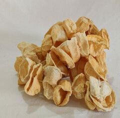 KABAK KURUSU